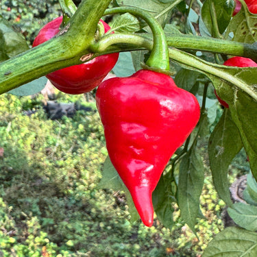 Biquinho x UFO - Seeds - The Pepper Pantry (Formerly Marie Sharp's)